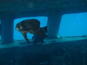 IMG_4927 15p